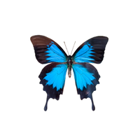 Blues | Butterflies with Names and Types