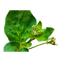 Boerhavia | Desert Flowers with Names and Types