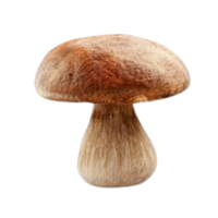 Boletus | Mushrooms with Names and Types