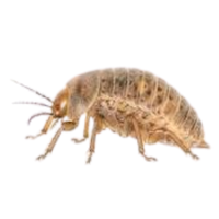 Booklouse | Crawling Insects Names