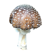 Bracket | Mushrooms with Names and Types