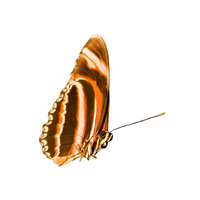 Brushfooted | Butterflies with Names and Types