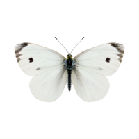 Cabbage White | Butterflies with Names and Types