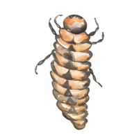 Caddisfly larva | Crawling Insects Names