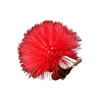 Calliandra