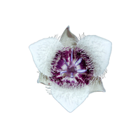 Calochortus | Desert Flowers with Names and Types