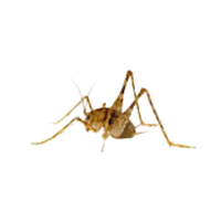 Camel cricket | Crawling Insects Names