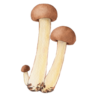 Cap | Mushrooms with Names and Types