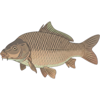 Carp