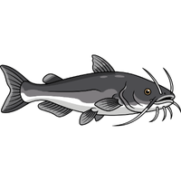 Catfish