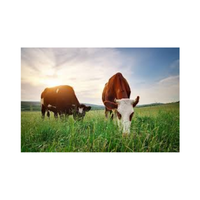 Cattlegrazing | Swards with Types and Names