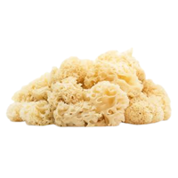 Cauliflower Fungus | Mushrooms with Names and Types