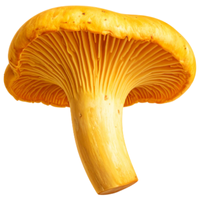 Chanterelle | Mushrooms with Names and Types