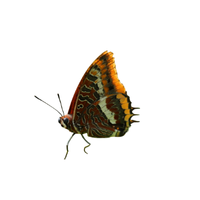 Charaxes | Butterflies with Names and Types