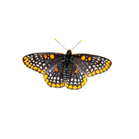 Checkerspot | Butterflies with Names and Types