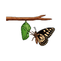 Chrysalis | Butterflies with Names and Types