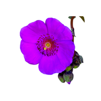 Cistanthe | Desert Flowers with Names and Types