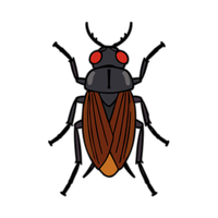 Click beetle | Crawling Insects Names