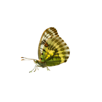 Clouded Yellow | Butterflies with Names and Types