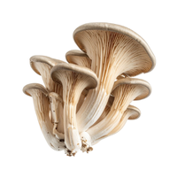 Cluster | Mushrooms with Names and Types