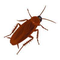 Cockroach | Crawling Insects Names