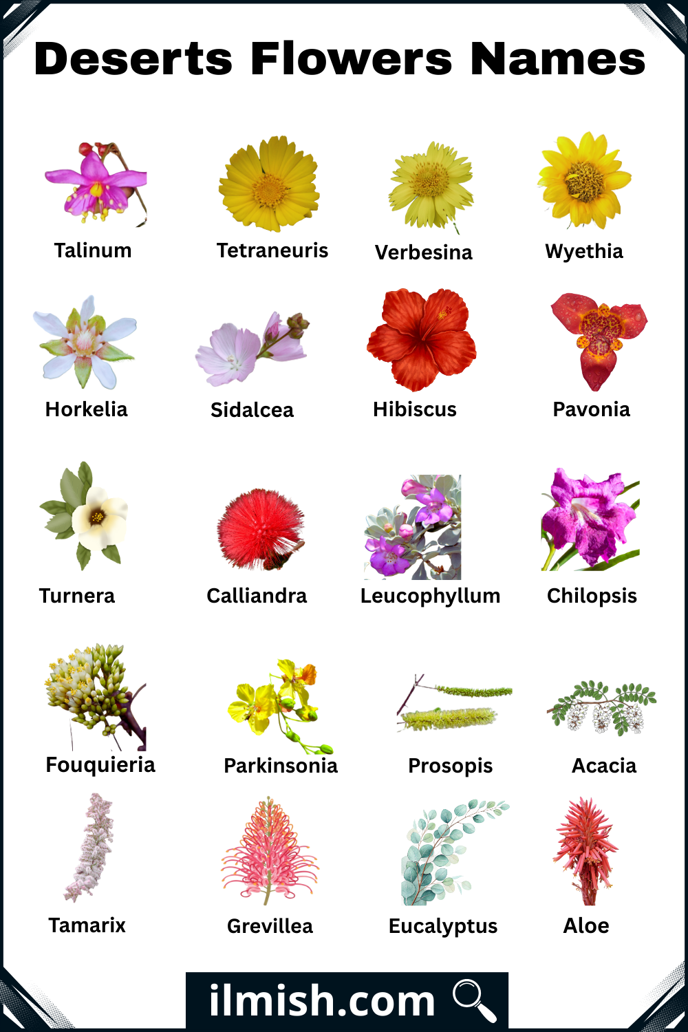 Different Types of Deserts Flowers with Names and Pictures
