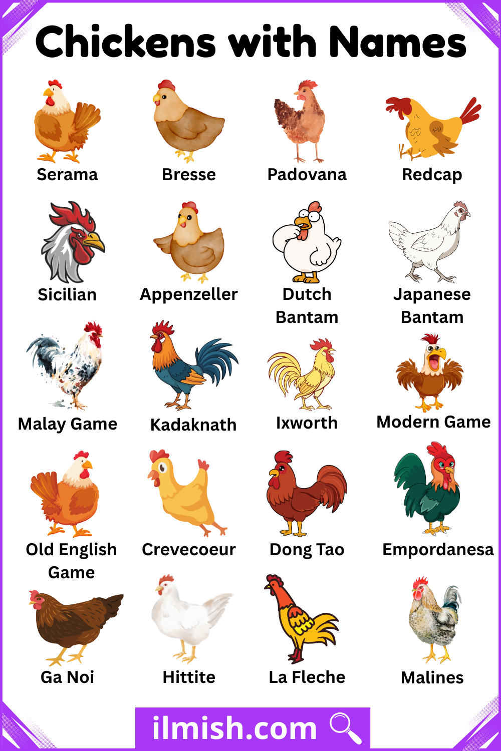 Common Chickens Types with Names and Images
