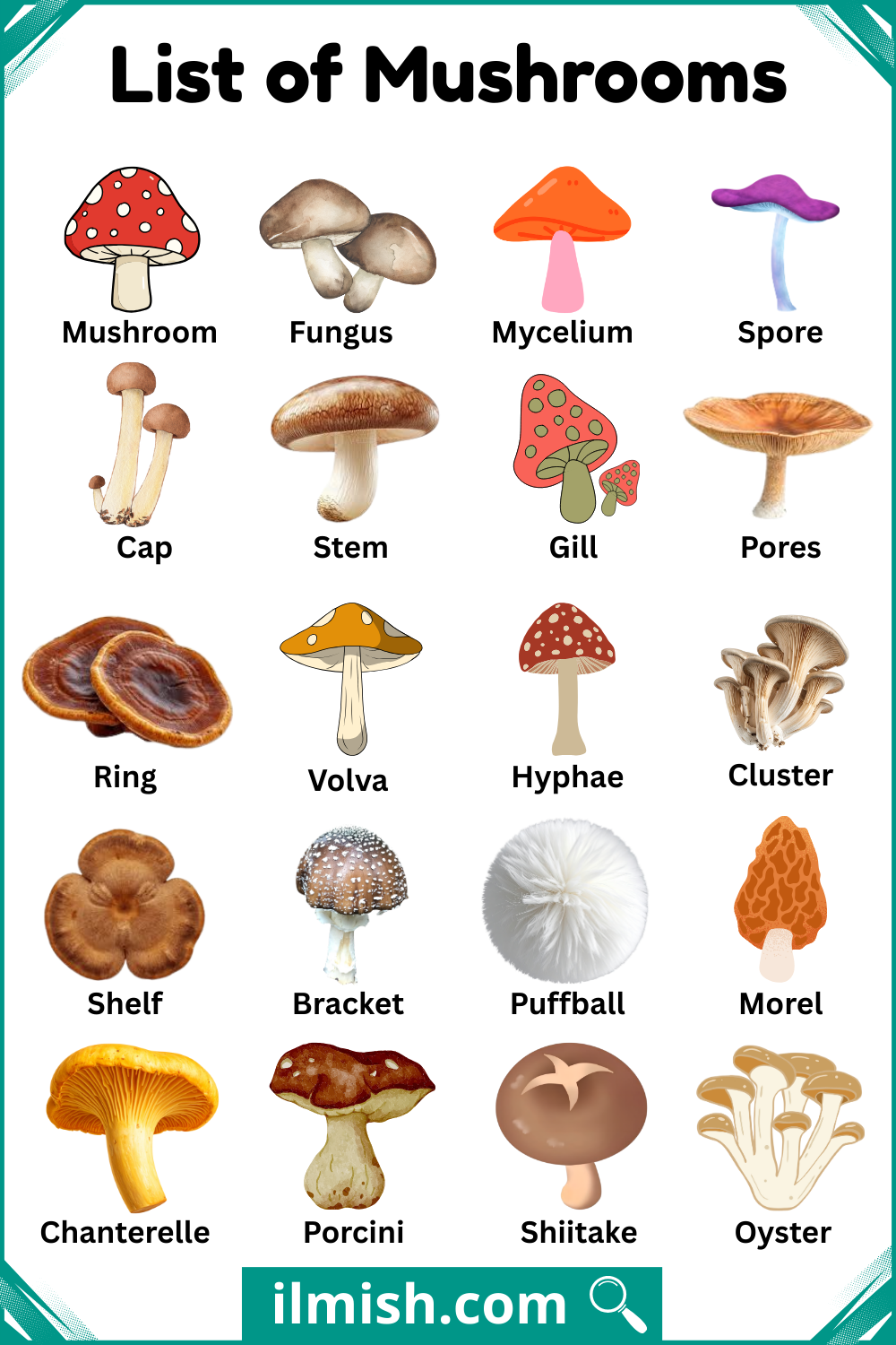 Common List of Mushrooms Names in English with Pictures