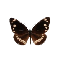 Common Crow | Butterflies with Names and Types