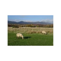 Commons | Swards with Types and Names