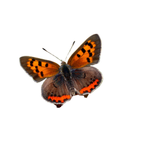 Copper | Butterflies with Names and Types