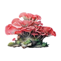 Coral Fungus | Mushrooms with Names and Types
