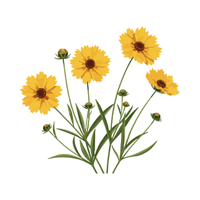Coreopsis | Desert Flowers with Names and Types