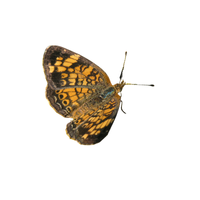 Crescentspot | Butterflies with Names and Types