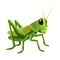 Cricket | Crawling Insects Names