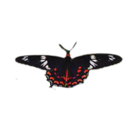 Crimson Rose | Butterflies with Names and Types