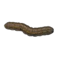 Cutworm | Crawling Insects Names