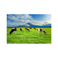 Dairyfield | Swards with Types and Names