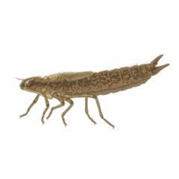 Damselfly nymph | Crawling Insects Names