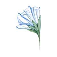 Datura | Desert Flowers with Names and Types