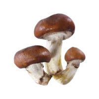 Decomposer | Mushrooms with Names and Types