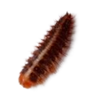 Dermestid larva