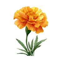 Desert Marigold | Desert Flowers with Names and Types