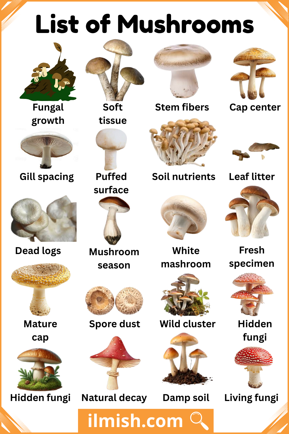 Different Types of Mushrooms Names with Images
