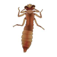 Dragonfly nymph | Crawling Insects Names