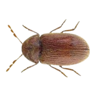 Drugstore beetle