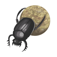 Dung beetle | Crawling Insects Names
