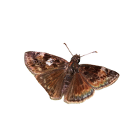 Duskywing | Butterflies with Names and Types