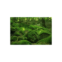 Earthcover | Swards with Types and Names