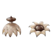 Earthstar | Mushrooms with Names and Types